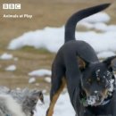 플레이 바우 이미지