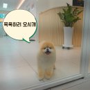 꼬씨꼬씨 이미지