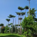 더마레 풀빌라 이미지