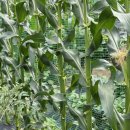 홍이네농장 이미지