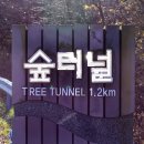 성판악입구 ↔ 숲터널입구 이미지