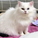 양지1공원 이미지