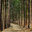 강원도래요 이미지