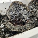 부산 깡통시장 [밀곳] 흑임자 버무리로 유명한 빵집 국제시장 먹거리 솔직 후기