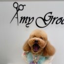 에이미 그루밍 이미지