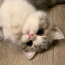 캣그램 광주 고양이분양 이미지