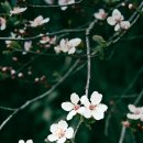 매화다리길 이미지