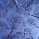 늠내길6월(누리달)인제 자작나무숲 이미지