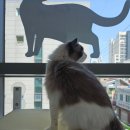 캣치유고양이미용호텔 | 신림 고양이 호텔 캣치유 후기 – 우리 고양이 첫 호텔링 성공기 🐾