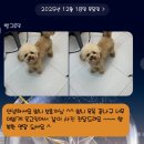 빵그루밍 이미지