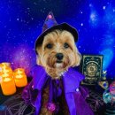 놀러오개 애견유치원 애견호텔 이미지