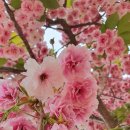 [23년 4월23일 서산마애삼존불,개심사 청벚꽃 ] 서울해오름 경비내역 이미지