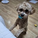 모니카애견 이미지