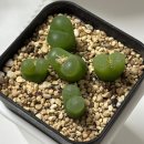 아프리카25도 | 어텀플랜트에서 아프리카 다육식물 코노피튬 마우가니 입양 후기