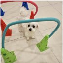 리본반려견 유치원 이미지