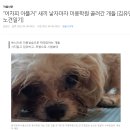 "어차피 아플거" 새끼 낳자마자 미용학원 끌려간 개들 이미지