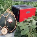 정읍단풍미인조합공동사업법인 | 정읍 단풍미인수박, 온라인으로 일본 소비자 만난다