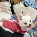 뽀Dog 이미지