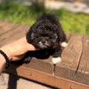 우리집 막둥이 이미지