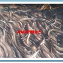 청정 남해바다의 장어요리 전문점 “바다수산 장어” 정수동 사장! 이미지