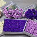 용인대 준 태권도 이미지