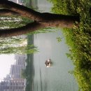 중부야채