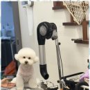 우리펫살롱 이미지