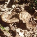 능이갈비탕능이삼계탕 이미지