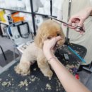 마산애견 이미지