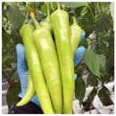 농부의꿈영농조합법인 | 완주 당조고추 택배주문 가능하네요