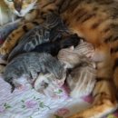 효민님의 뱅갈고양이 이미지