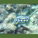 마루마리 이미지