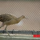 제주야생동물구조센터 이미지