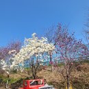 목련숲