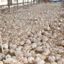 선산농장 이미지