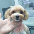 그 남자의 grooming # 공간 이미지
