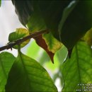 황산농약사