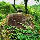 숲속의 하루 이미지