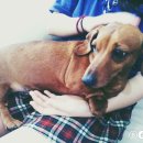 써니애견 이미지