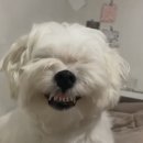 카리스마 이미지