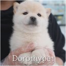 운남농장 | 광주운남지구강아지분양 투명한 정보 제공이 신뢰를