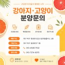 함양애견 | 함양애견분양 실패 없는 선택을 위한 체크리스트 총정리