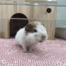 특별한 동물가게 광주점 | [광주햄스터분양] 특별한 동물가게 광주점 / 광주 소동물 분양 / 내돈내산 리뷰