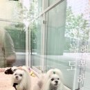 강아지미용실 정독 이미지