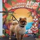 왈로하그루밍 이미지