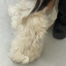 하니몽 이미지
