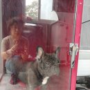 도그피아 애견 훈련 학교 이미지