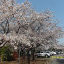 벚꽃주택 이미지