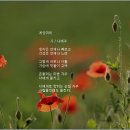 개양귀비 / 나태주 이미지