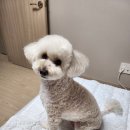 펫사랑 | [강아지 미용 후기] 픽앤펫에서의 사랑이 전체미용 경험담